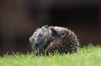 European Hedgehog