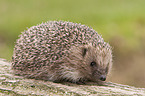 European Hedgehog