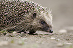 European Hedgehog