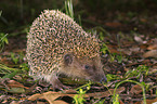 European Hedgehog