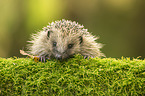 European Hedgehog