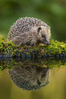 European Hedgehog