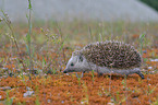 European hedgehog