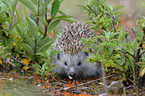 European hedgehog