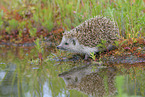 European hedgehog