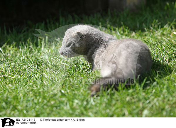 european mink / AB-03115