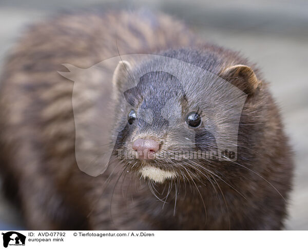 Europischer Nerz / european mink / AVD-07792