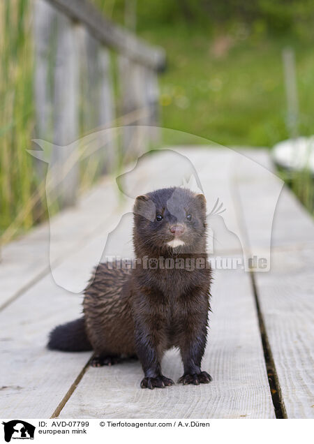 Europ�ischer Nerz / european mink / AVD-07799