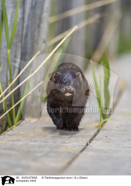Europ�ischer Nerz / european mink / AVD-07806