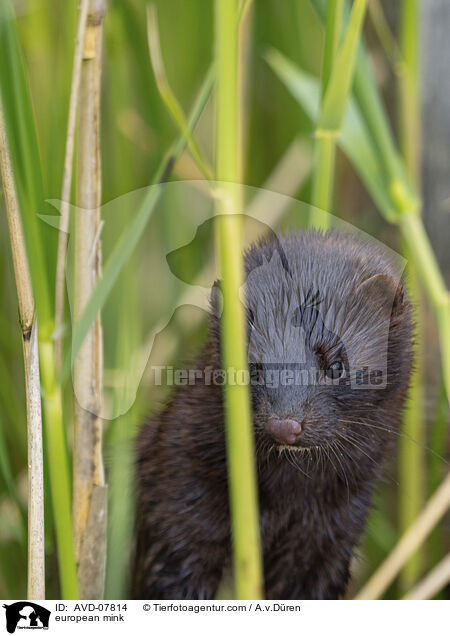 Europischer Nerz / european mink / AVD-07814