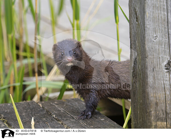 Europischer Nerz / european mink / AVD-07818