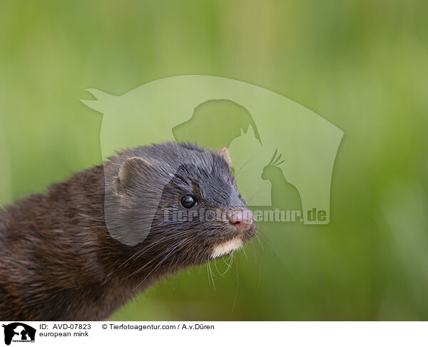 Europischer Nerz / european mink / AVD-07823