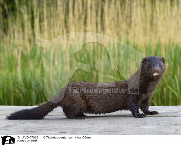 Europischer Nerz / european mink / AVD-07833