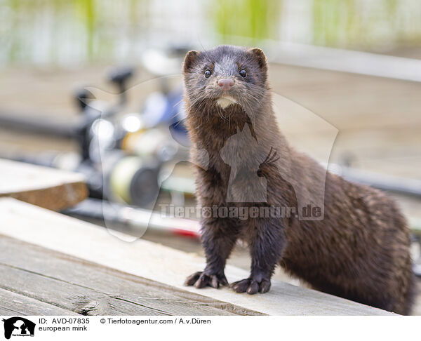 european mink / AVD-07835