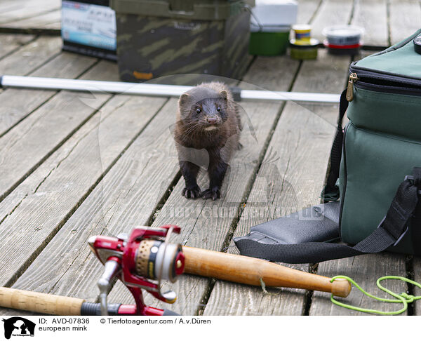 Europischer Nerz / european mink / AVD-07836