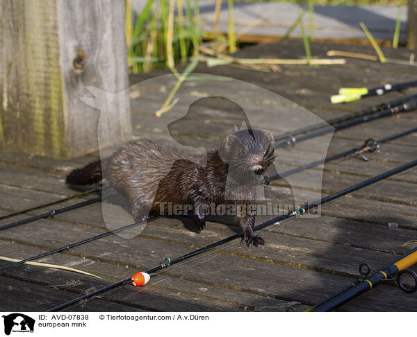 Europischer Nerz / european mink / AVD-07838