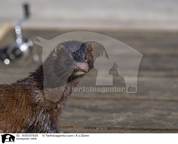 Europischer Nerz / european mink / AVD-07839