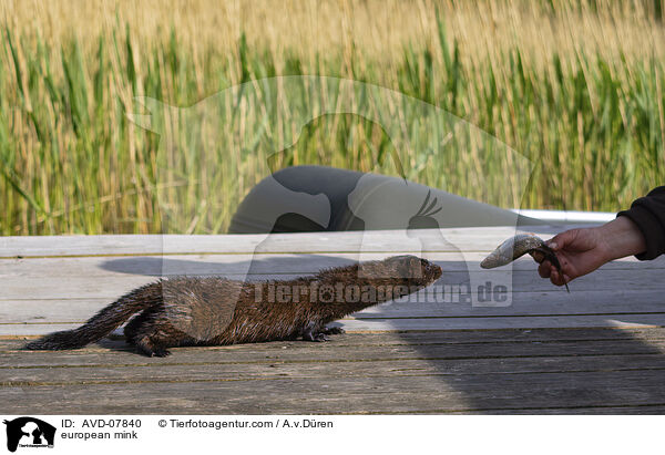 Europischer Nerz / european mink / AVD-07840