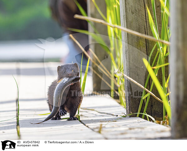 Europischer Nerz / european mink / AVD-07842