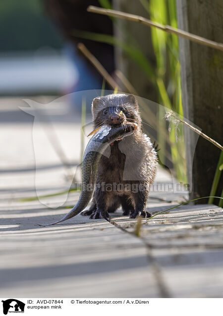 european mink / AVD-07844