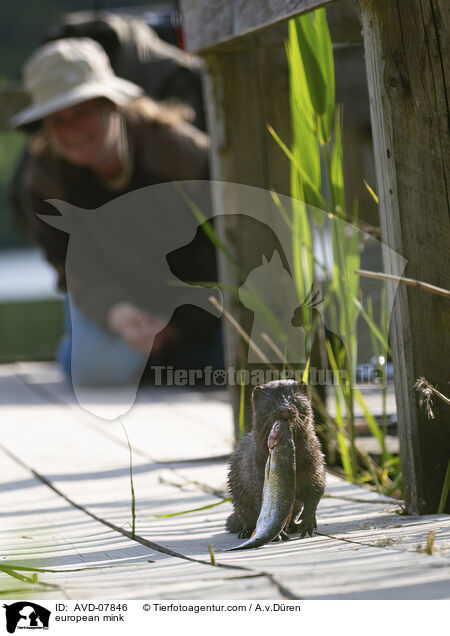 Europischer Nerz / european mink / AVD-07846