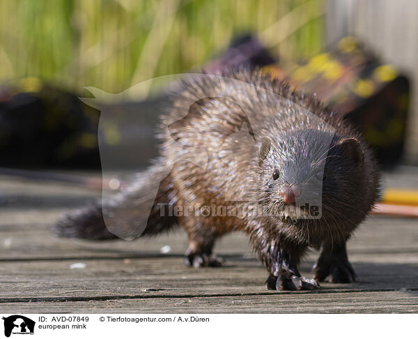 european mink / AVD-07849