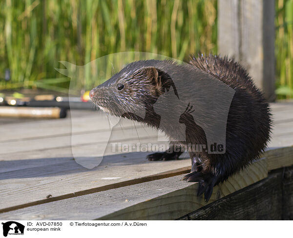 european mink / AVD-07850