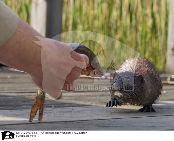 Europischer Nerz / european mink / AVD-07853