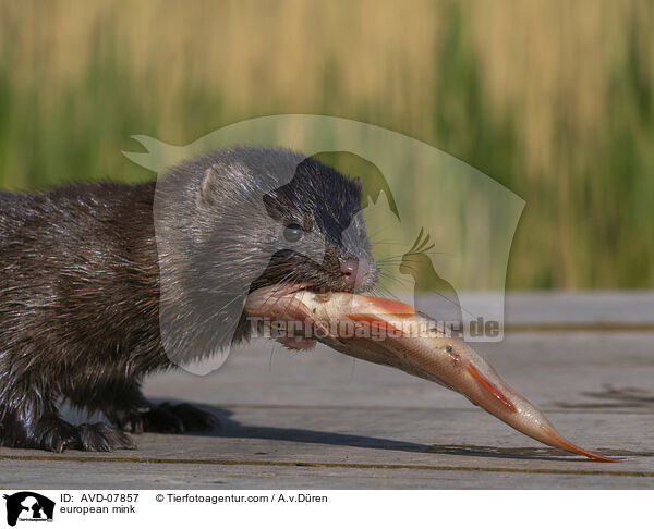 Europischer Nerz / european mink / AVD-07857