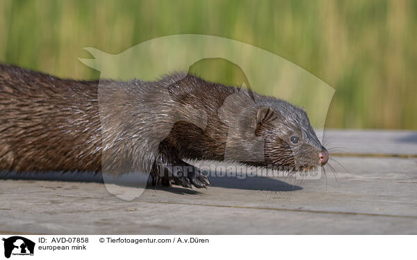 european mink / AVD-07858