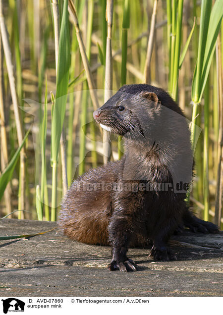 Europischer Nerz / european mink / AVD-07860