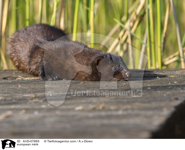 Europischer Nerz / european mink / AVD-07865