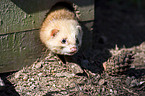 european mink