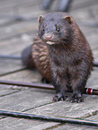 european mink