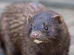 european mink