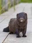 european mink