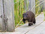 european mink