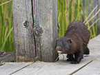 european mink