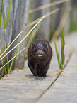 european mink