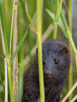 european mink