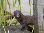 european mink