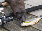 european mink