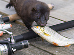 european mink