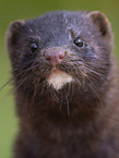 european mink