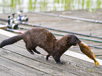 european mink