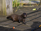 european mink