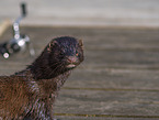 european mink