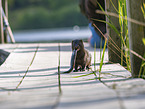 european mink