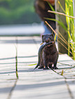 european mink