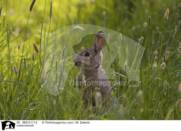 Wildkaninchen / cottonmouth / MIZ-01112